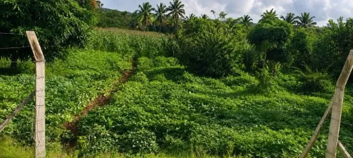 Terreno para chacara