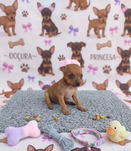 Lindos filhotes de Pincher miniatura disponíveis para vc