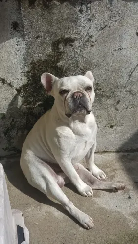 Vendo Bulldog macho dócil motivo viagem