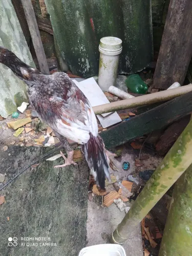 Frango de raça moura