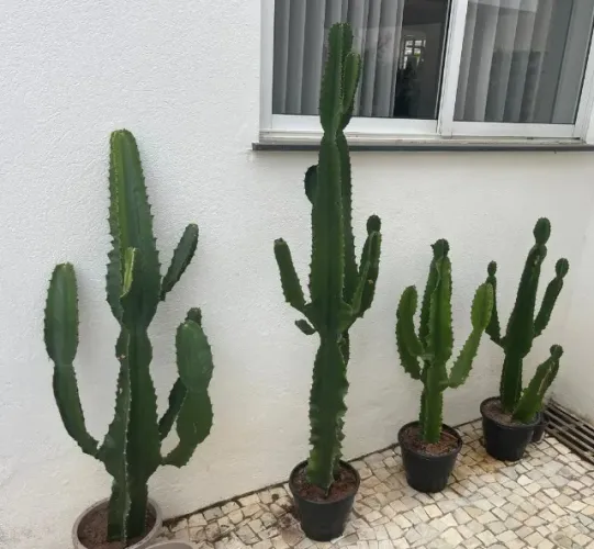 Plantas de Cactus (mandacaru)
