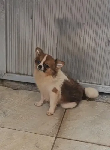 Chihuahau Merle oculto 