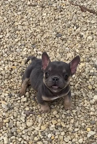 American Bully macho micro 