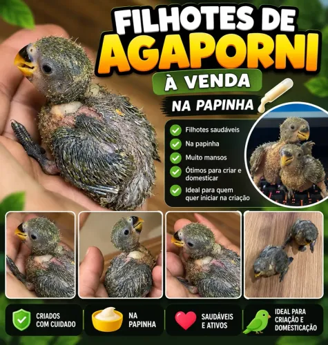 Vendo cada um a 150