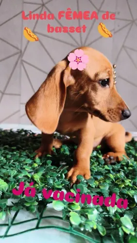 Linda FÊMEA de basset