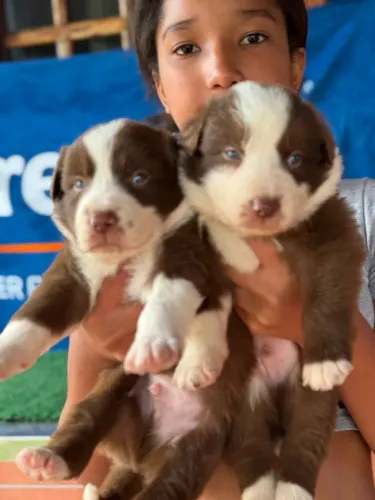 Border Collie! com pelos macios