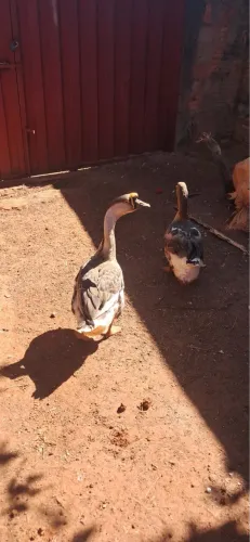 Casal de ganso