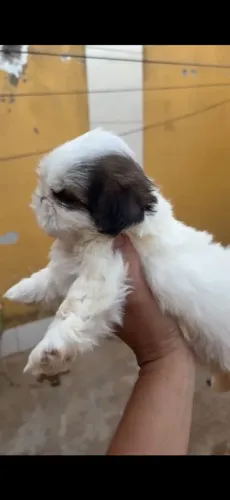 Filhote Shih-tzu macho disponível