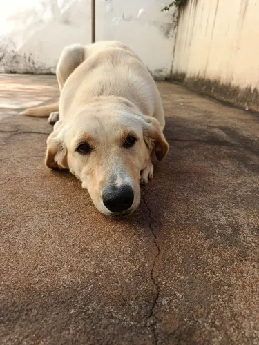 Cachorra Labradora 12 meses