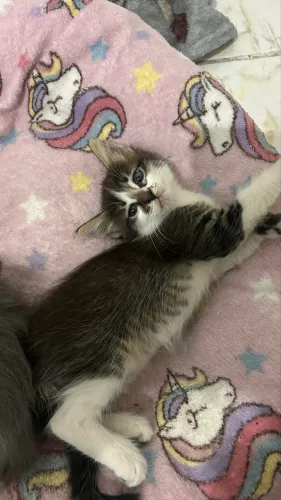 Gatinha de 3 meses para doação (FÊMEA) / Cidade Industrial, Contagem