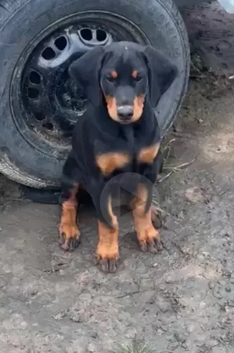 DOBERMAN FEMEA