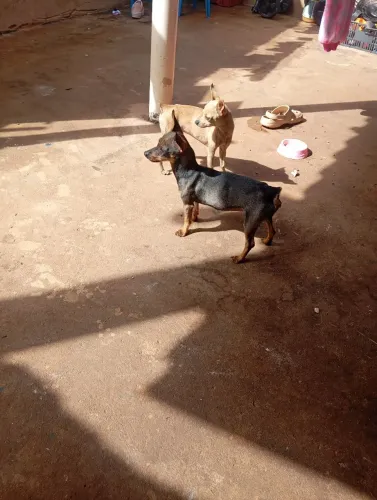 Pinscher fêmea n1