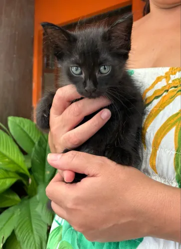 Gatinha para doação 