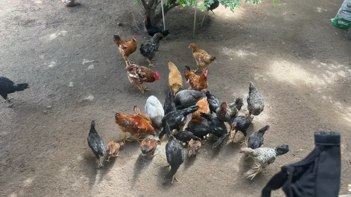 GALINHA CAIPIRA/CAIPIRÃO