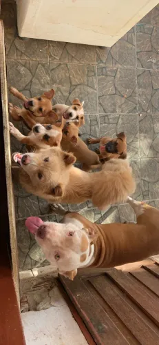 Pitchow