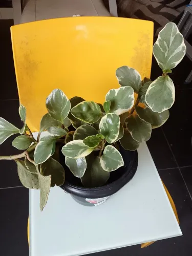 Mudas de Peperômia variegata (Ler descrição)