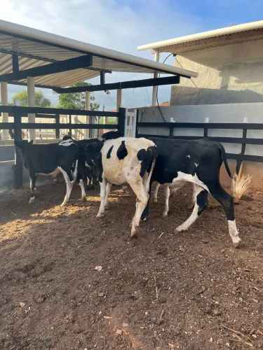 Lote de 8 bezerros