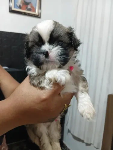 Filhote de shihtzu