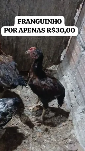 FRANGUINHO