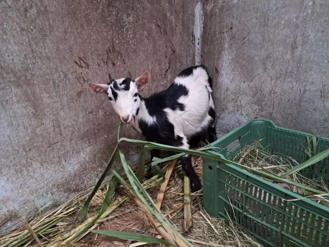 Mini cabra fêmea apenas as duas juntas 