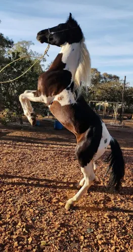 Pampa de preto, cavalo