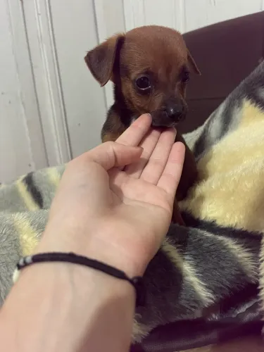 Pinscher 