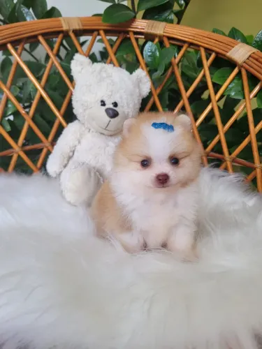 Lulu da pomerania macho @elisandrapet