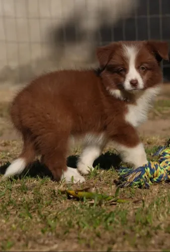 Filhotes de Border Collie macho e fêmea. Faço entrega.