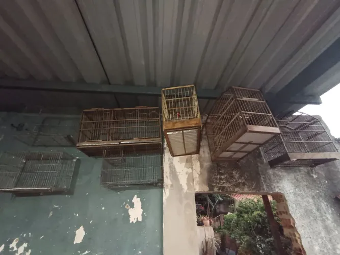 ? VENDO 7 GAIOLAS - CONJUNTO COMPLETO