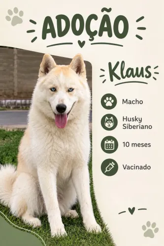 Adote um Husky