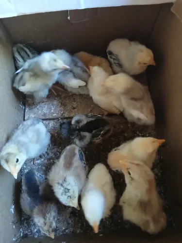 Pintinhos caipira!!!
