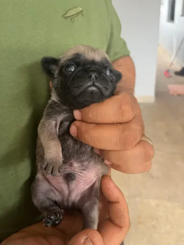 Pug filhotes fêmeas e machos
