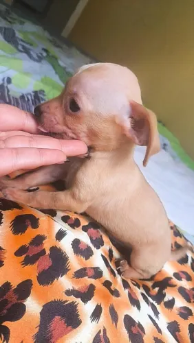 Pinscher Macho