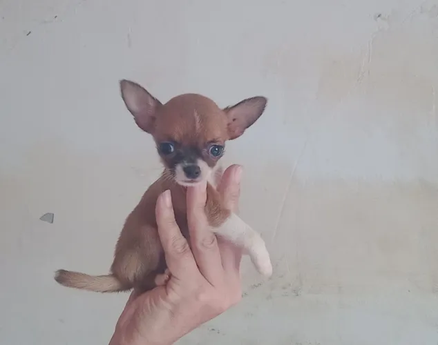 Chihuahua machinho mini mini