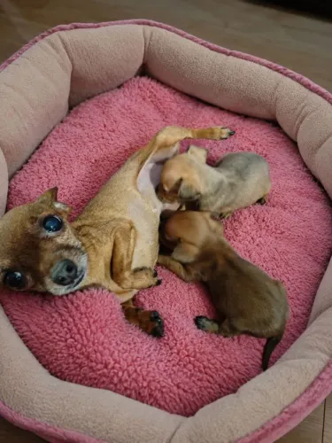 BBS DE PINSCHER ZERO, JÁ ESTÃO COM A PRIMEIRA DOSE DA VACINA IMPORTADA.