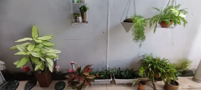 Plantas