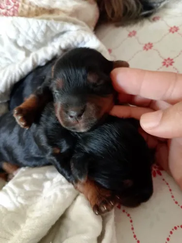 Vendo cão da raça yorchaire , macho 