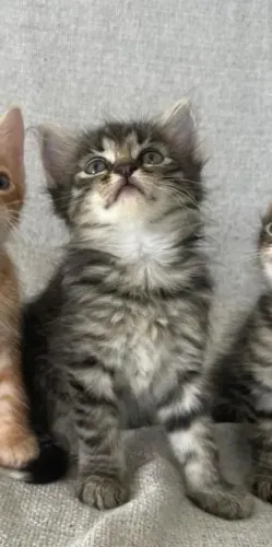 Gatinhos para adoção 