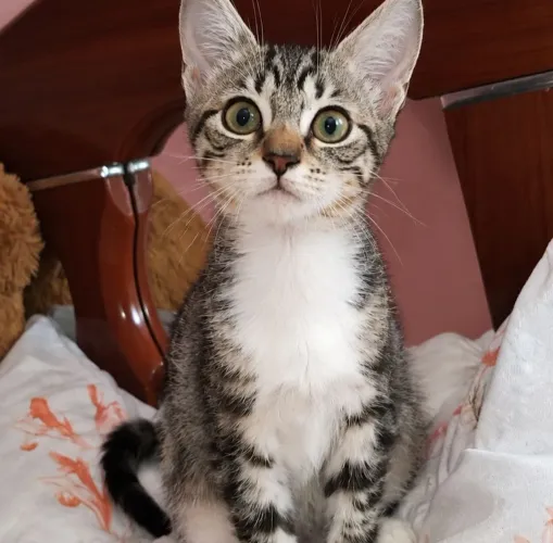 Gata doação - 2/3 meses