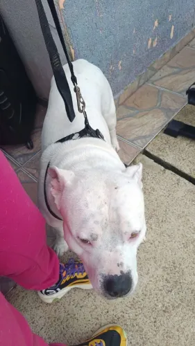 American bully para monta