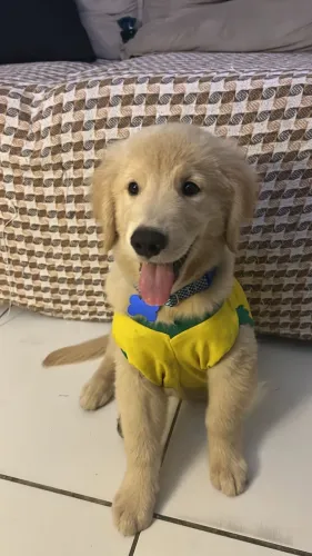 Filhote de Golden Retriever - Padrão CBKC 