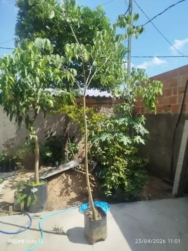 Muda de ipê branco 