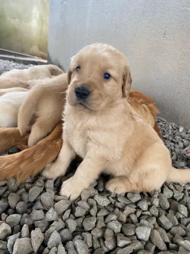 Golden retriever