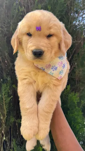 Filhotes de Golden Retriever