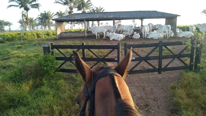 Fazenda para venda tem 2.500 hectares, pronta, formada para de gado - Inhangapi - PA