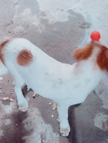 Cachorro para doar
