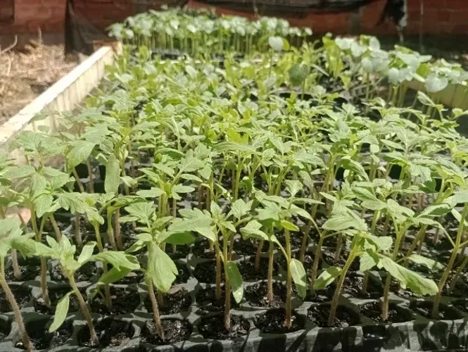 MUDAS DE HORTALIÇAS, ALFACE AMERICANA, RÚCULA, TOMATE SEREJA, COENTRO, COLVE E OUTRAS...