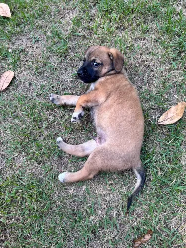 Lindo cachorrinho macho disponível para adoção