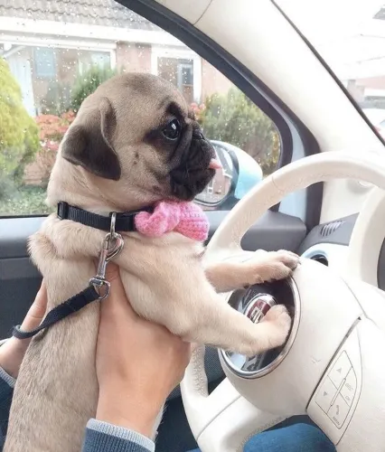 Pug Um Amor Pronto Para Crescer Ao Seu Lado