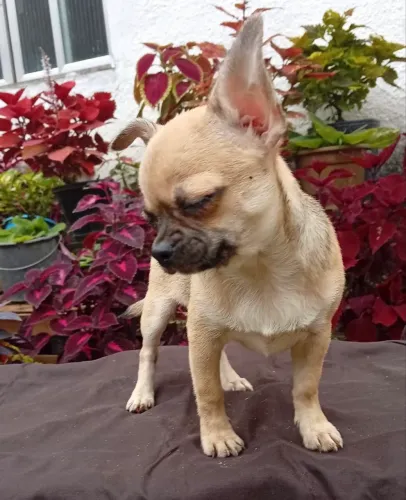 Chihuahua Fêmea